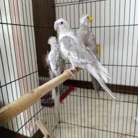 فروش سه عدد عروس هلندی سخنگو ، سالم ( آلبینو )|پرنده|تهران, جوادیه تهرانپارس|دیوار