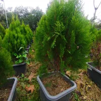 کامیس|گل و گیاه طبیعی|نشتارود, |دیوار