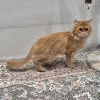 گربه پرشین