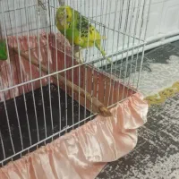 مرغ عشق|پرنده|رباط‌کریم, رباط‌کریم|دیوار