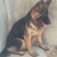 سگ ژرمن از همه نظر درجه یک