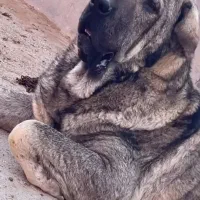 سگ ماده|سگ|قره پشتلو, |دیوار