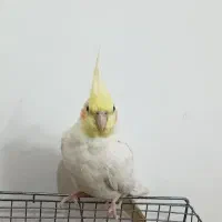 عروس هلندی ماده لوتینو