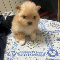 سگ پامر واگذاری