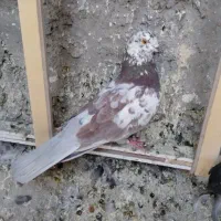 کفتر