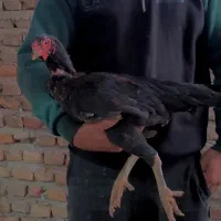 مرغ خروس لاری