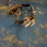 ماهی کوی مایان سوپرباله کلکسیونی|ماهی|تهران, ترمینال جنوب|دیوار