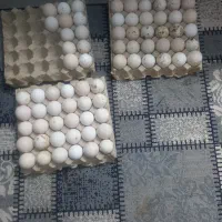 تخم بوقلمون