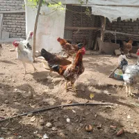 ده تا خروس بالغ