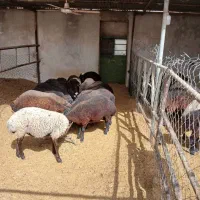 بره|حیوانات مزرعه|تهران, افسریه شمالی|دیوار