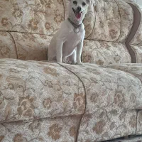 واگذاری سگ معاوضه با پرنده