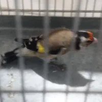 جوجه سهره نر گل درشت