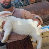 خرگوش غول پیکر نژاد فلیمیش جاینت|موش و خرگوش|تهران, ترمینال غرب|دیوار