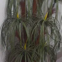 درختچه سالم و تمیز