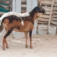 بره نروماده دوقلو|حیوانات مزرعه|بندرعباس, |دیوار