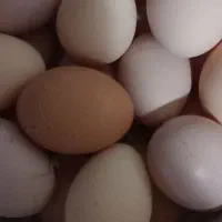 تخم مرغ تازه ودرشت ارگانیک