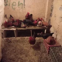 مرغ محلی تخم گذار حدود 10 عدد