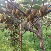 کیوی هاروارد طلایی