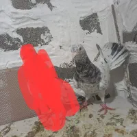 کبوتر سار هفت رنگ