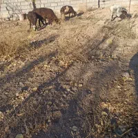 بره|حیوانات مزرعه|داران, |دیوار