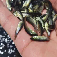 از گرما تابستون استفاده کن و ماهی بخر