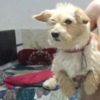 سگ اشپیتز