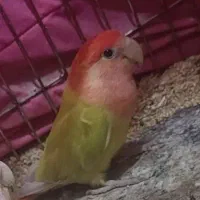 جفت کبوترطوقی الماسی وجفت طوطی برزیلی قناری ماده|پرنده|سمیرم, |دیوار