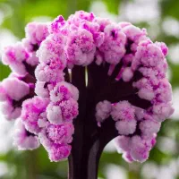 ماکت جادویی درخت|مجسمه، تندیس، ماکت|اصفهان, خواجو|دیوار