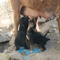 سگ پیتبول گریدین ماده|سگ|صحنه, |دیوار