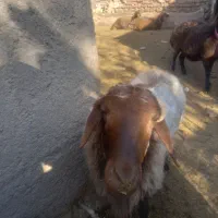 قوچ همووبره ماده همو|حیوانات مزرعه|نیشابور, مازول|دیوار