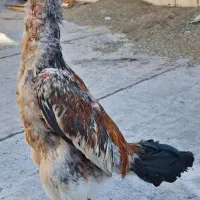 خروس لاری اوشامو و مرغ لاری افغان