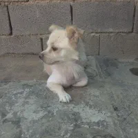 سگ پاکوتاه