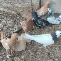 کبوتر رنگی|پرنده|میانه, |دیوار