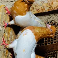 کفتر کبوتر|پرنده|بندرعباس, |دیوار