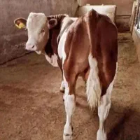 تهیه گوساله از میادین دام دوشنبه و پنجشنبه آق قلا|حیوانات مزرعه|ساری, |دیوار