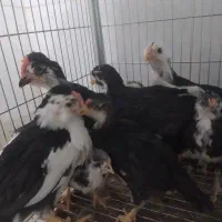 گلین نزدیک دوماهه