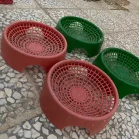 لونه جا تخمی کاسه تخم کفتر کبوتر