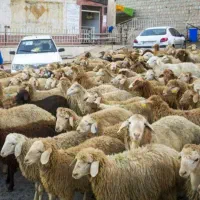 گوسفند زنده(دامداران تهران)سالم وبهداشتی