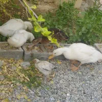 فروش اردک|پرنده|ایرانشهر, |دیوار