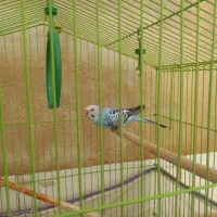 قفس پرنده