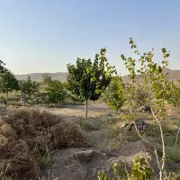 درخت بیدقطعه ۱۰۰۰متری دورفنس بادرخت|فروش خانه و ویلا|طرقبه, |دیوار