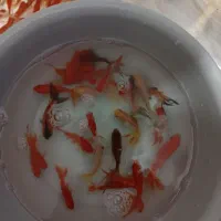 ماهی قرمز عید|ماهی|کشکوئیه, |دیوار