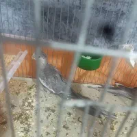 جوجه عروس هلندی