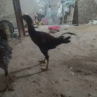 مرغ و خروس لاری