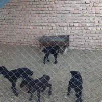 بره شیری نروماده