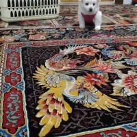 واگذاری سگ منیاتوری جیبی