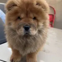 چاو چاو کیفیت بالا چاوچاو چائوچائو