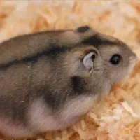 همستر|موش و خرگوش|قم, چهل اختران|دیوار