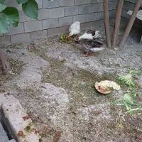 غاز محلی ارگانیک|حیوانات مزرعه|شیراز, کرونی(خاتونک)|دیوار