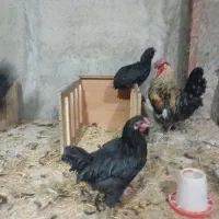 ۸تا نیمچه نزدیک تخم گذاری و یک خروس کاملا مشکی